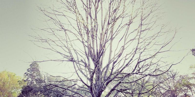 VIP秀36557：探索娱乐互动直播平台的新浪潮