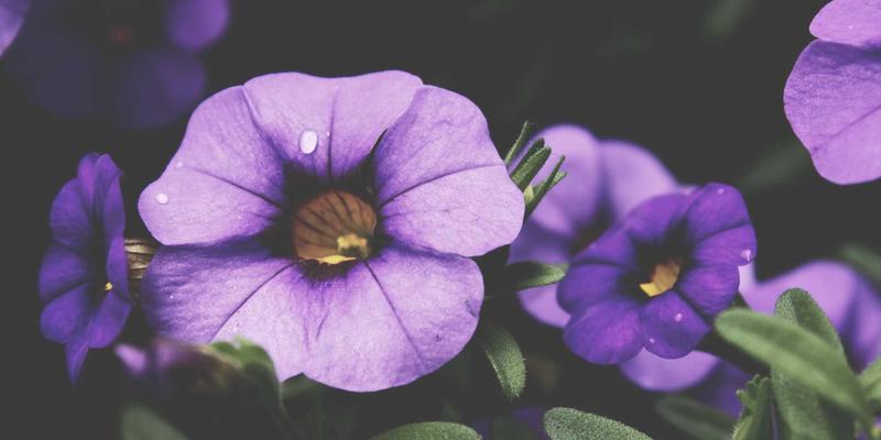 VIP秀365实时弹幕系统架构揭秘：如何支撑千万级高并发主播互动？