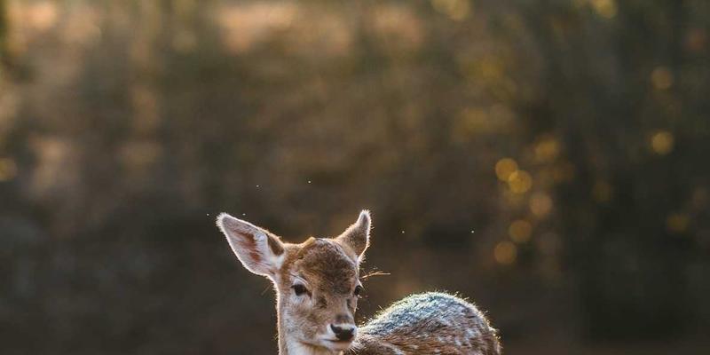 VIP秀365数据中台建设：统一数据口径，如何通过主播互动与视频直播数据驱动业务增长与精细化运营