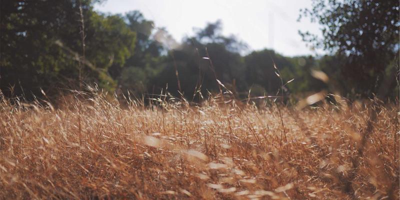 VIP秀365社交功能设计：如何将直播互动转化为强用户关系链